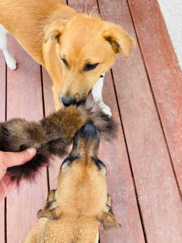 Dogs fighting over doy toy