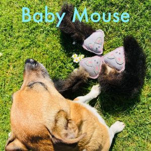 Baby Mouse