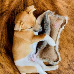 Dog Toys