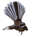 Fantail native NZ species